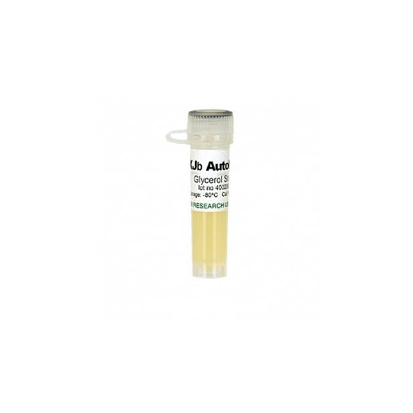 Zymo Research XJb(DE3) Autolysis  w/1 Glycerol Stock & 1 ml 500X L-Arabinose ZT5051